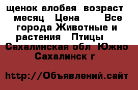 щенок алобая .возраст 1 месяц › Цена ­ 7 - Все города Животные и растения » Птицы   . Сахалинская обл.,Южно-Сахалинск г.